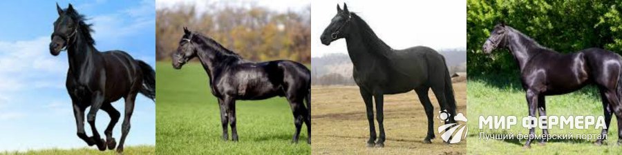 Породы лошадей с фото и описаниями 