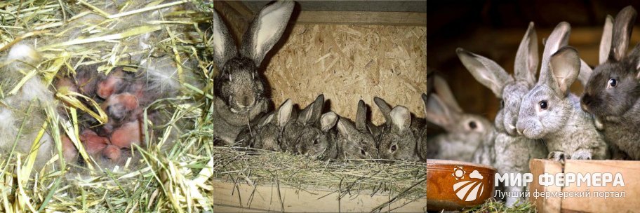 Содержание кроликов зимой 