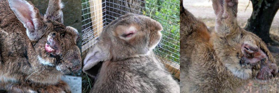 Болезни кроликов: симптомы и лечение 