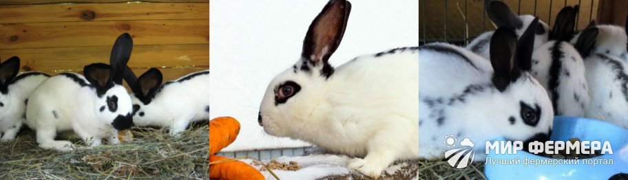 Кролик Бабочка: фото и описание 