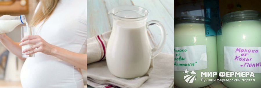 Хранение и первичная обработка молока 