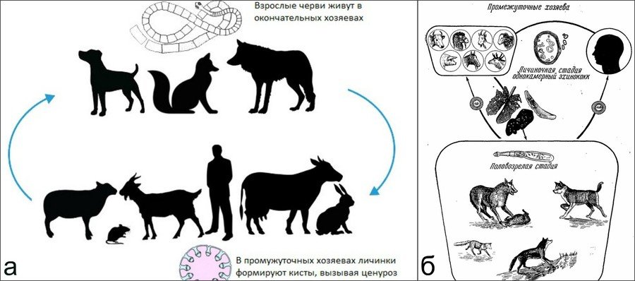 Болезни коз и их симптомы 