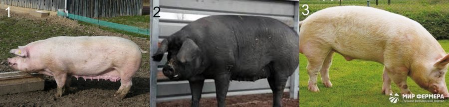 Биологические и хозяйственные особенности свиней 