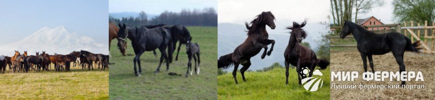 Карачаевская порода лошадей 