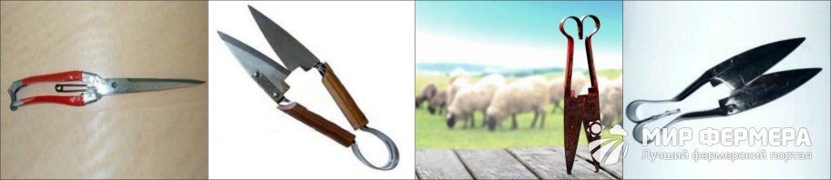 Ножницы для стрижки овец 
