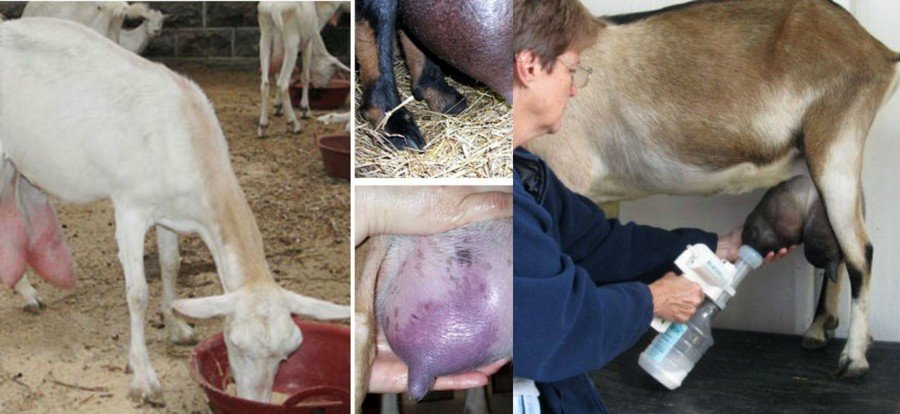 Болезни коз и их симптомы 