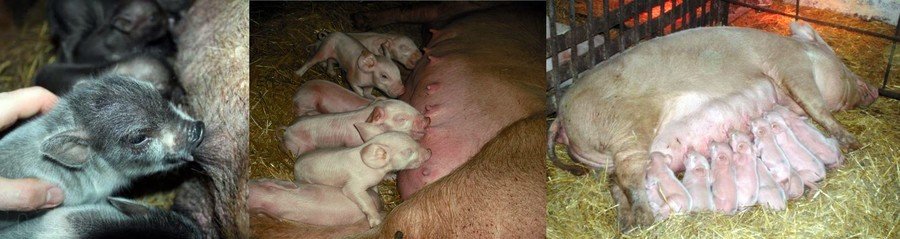 Опорос свиней в домашних условиях 