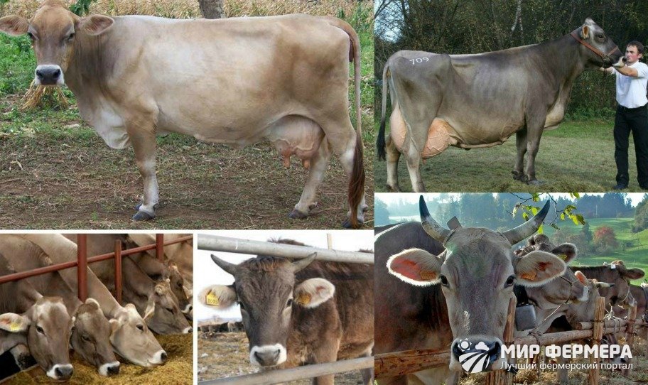 Швицкая порода коров 