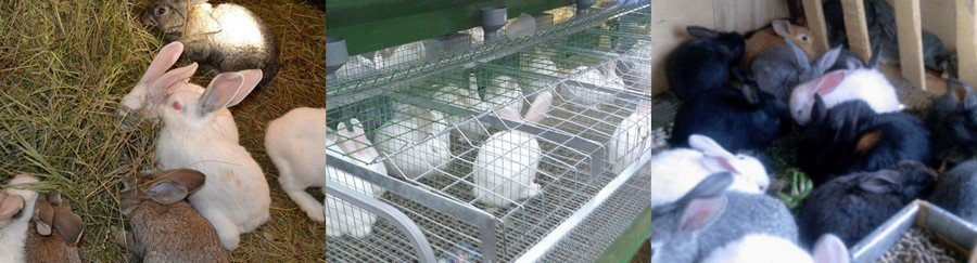 Выращивание кроликов на мясо в домашних условиях 