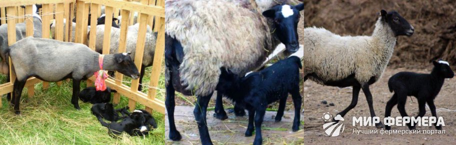 Романовская порода овец 