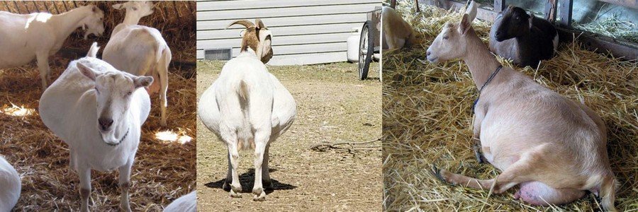 Разведение коз в домашних условиях для начинающих 