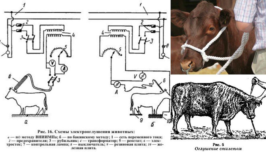 Как забить и разделать корову и быка 